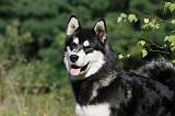 ALASKAN MALAMUTE 389